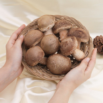 [산지직송] 당일수확 송화고버섯 가정용 정품 500g/ 1kg