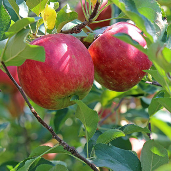 [산지직송] 경북 프리미엄 홍로 특품 사과 [2kg-5kg]