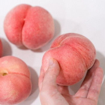 [누리는특가] 과즙 가득 진짜 복숭아 황도/딱딱이백도 2kg~4kg