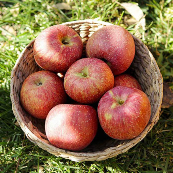 산지직송 경북 홍로 정품사과 2kg 3kg