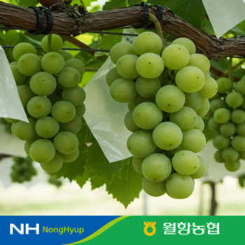 [누리는특가] 월항농협 샤인머스켓 특품 2kg(3-5수)