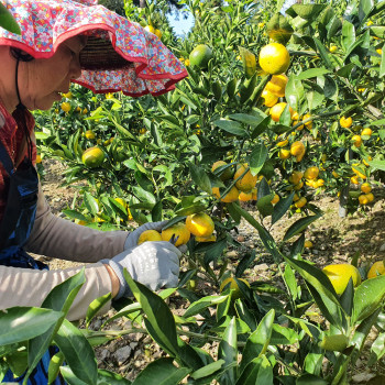 [산지직송/첫수확] 제주 유라감귤 로얄과 [2kg~5kg]