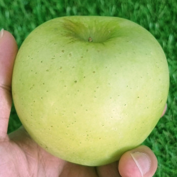 [산지직송/첫출하] 경북 시나노골드 사과 1kg-5kg