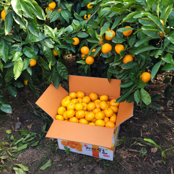 제주 극조생 타이백 감귤 2.5kg/4.5kg 고당도