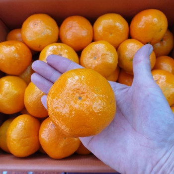 [이가네과일야채] 새콤달콤 귤 대과 2kg내외~