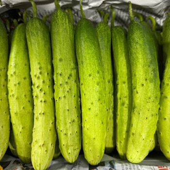[농촌다참] 수분가득  백다다기 오이(1kg/2kg/3kg/5kg)