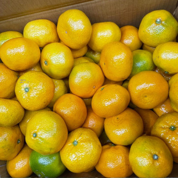 제주 조생종 노지감귤 실중량 10kg