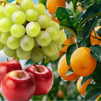 [누리는특가] 독립문 영천시장 삼촌카세 과일 모듬꾸러미 영천청과 맘대로 꾸러미