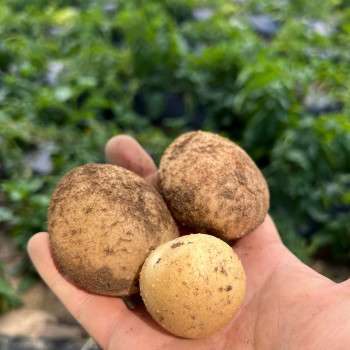 햇 감자 10kg내외  (소/조림/30-50g)