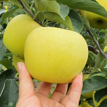(경북 영주 직배송) 가을선물 황금사과 시나노골드 정품 사과 (소과/중과/대과) 2kg