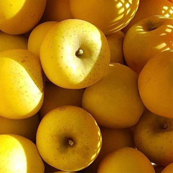 [25년_햇사과] 시나노 골드 사과 [2kg/4kg]