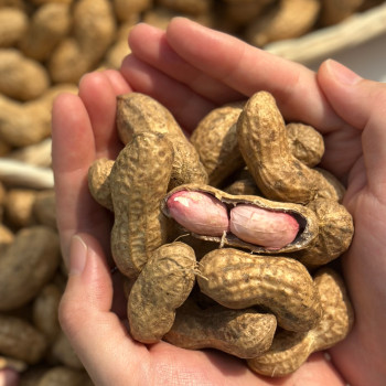 [자연농장] 국내산 햇 흙땅콩 500g/1Kg/2Kg/3Kg/4Kg