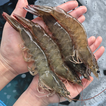 국산 제철 활 흰다리새우 1kg 32-34미 내외 대하