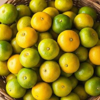 강제 후숙 없이 나무에서 따서 바로 담은 제주 감귤 온주밀감 로얄과 S/M 5kg