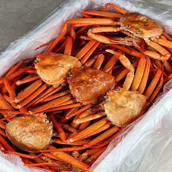 [누리는특가] 산지직송 구룡포 연지홍게 홍게제철 실속 가성비 3kg (10-12미)