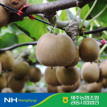 [고당도보장] 제주농협 하트 골드키위 3kg