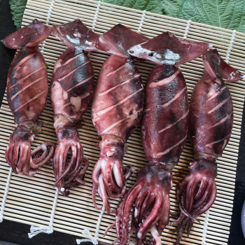 [미가원] 통찜용 총알 오징어 500g/1kg/2kg