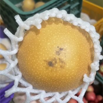 25년 햇배 아삭달콤한 신고배 2입 4입 8입 흠과