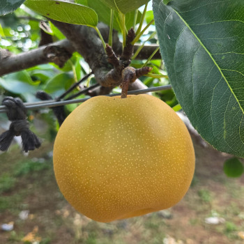 [농장직송/당도보장] 고당도 나주배 [3kg-5kg]