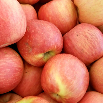 [향기담은] 경북사과 고당도 꿀부사 2kg/3kg/5kg (가정용)