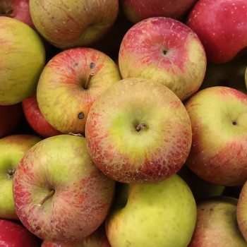 [향기담은] 경북사과 고당도 꿀부사 3kg/6kg/10kg (쥬스용)