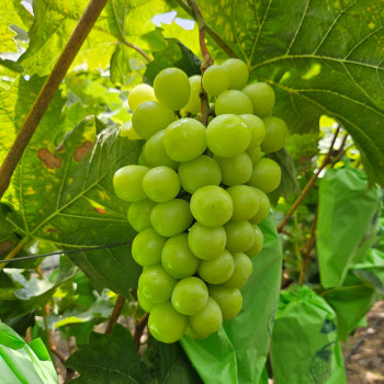 [산지직송/경북상주] 고당도 꿀샤인머스켓 3kg(3~4수)