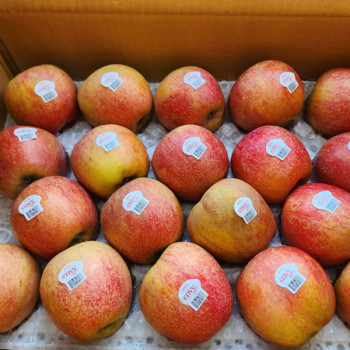 [명품사과]달콤한 엔비사과 가정용 2kg/3kg/ 5kg