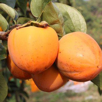 국내산 영양 대봉감 2kg/4.5kg