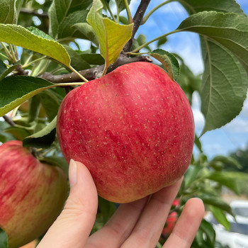 산지직송 감홍 정품사과 2kg 3kg