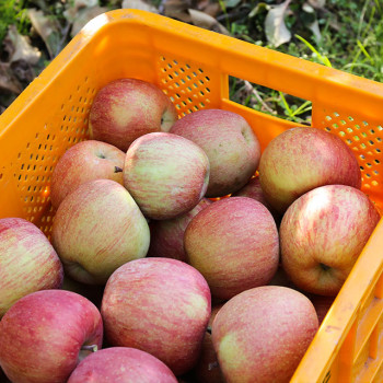 산지직송 경북 가정용 부사 흠집사과 2kg 3kg