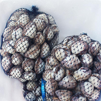 [누리는특가] 클래식농원 산지직송 제철 벌교꼬막 1kg/2kg/3kg (대/중/소)