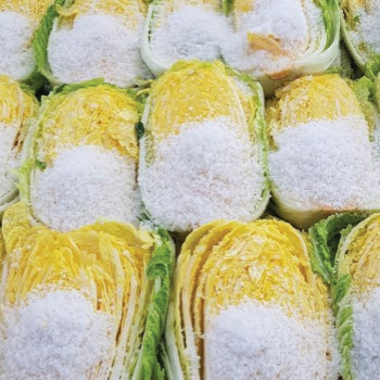 HACCP 해남  절임배추 20kg ( 7-11포기 )