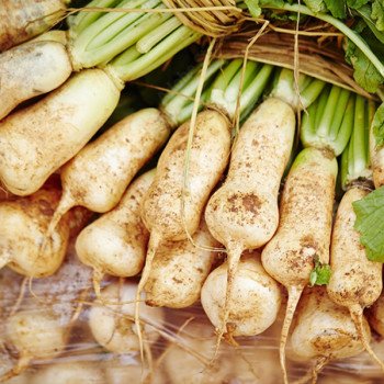 절임 알타리 세척 절임무 5kg 10kg 무청일체형