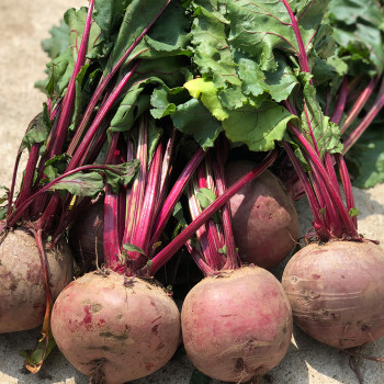 제주 레드비트 빨간 무 찐비트 변비 직빵 2/3/5/10kg 동치미 무우