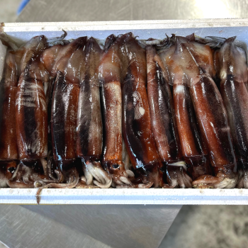 100%국산 생물 오징어 특대 채낚기 급냉 4미 1.5kg 내외