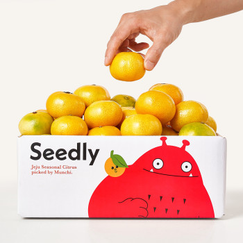 [누리는특가] 씨들리 당도선별 12brix 서귀포 산지직송 제주 노지 감귤 제주감귤 고당도 2.5kg