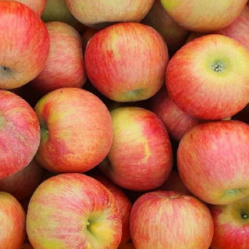 [25년 햇사과] 꿀사과_햇 부사_2kg(소과) [9과내외]