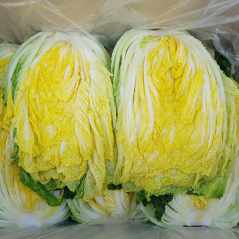 [예약배송] [HACCP 해남] 절임배추 절임배추 20kg