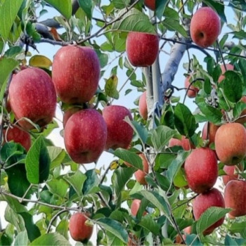 [얼음골사과]신맛이 적고 당도가 월등하게 높은 사과 정품 3kg 5kg 10kg 중과 대과