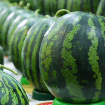 고당도 하우스 수박 정품 4kg/5kg/6kg/7kg 12브릭스 보장