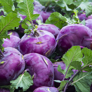 국내산 콜라비 1kg 3kg 5kg 보라색 무 햇콜라비