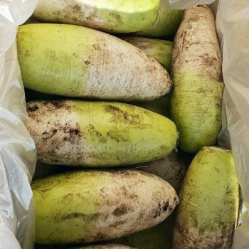 [농장직송] 제주_햇 화산토 무 8kg(4~8개)