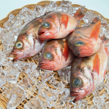 손질 급냉 독도 프리미엄 특대 불볼락 1kg (4-5미 내외) /2kg (9-10미 내외)