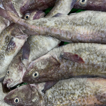 [100% 국내산] 손질 생대구 매운탕 (손질 대구 500g 내외+매운탕소스 2팩)