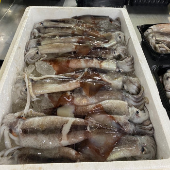[국내산] 생물 급냉 통찜용오징어 1kg내외 (7-8미)/2kg내외 (14-16미)