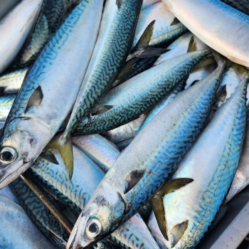 생물 급냉 통고등어 3미 x 1팩 (팩당 2kg내외)/3미 x 2팩 (팩당 2kg내외)