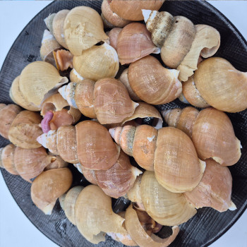 급냉 동해안 활골뱅이 800g x 1팩/800g x 2팩