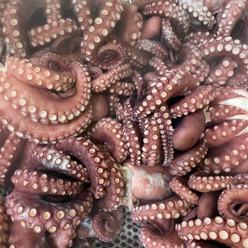 자숙 참문어 자숙전 4kg (자숙후 2.4kg)/자숙전 4.5kg (자숙후 2.7kg)