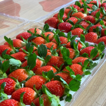 [산지직송] 달콤한 설향 딸기 750g내외 난자형 가정용 안전포장