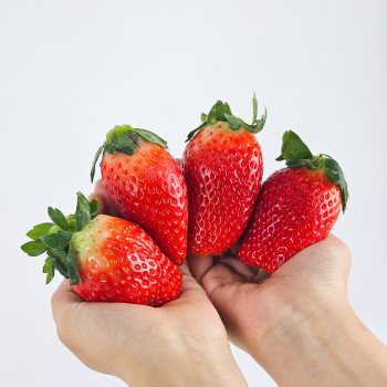 [누리는특가] 산지직송 논산 킹스베리 프리미엄 왕딸기 440g 880g 생딸기